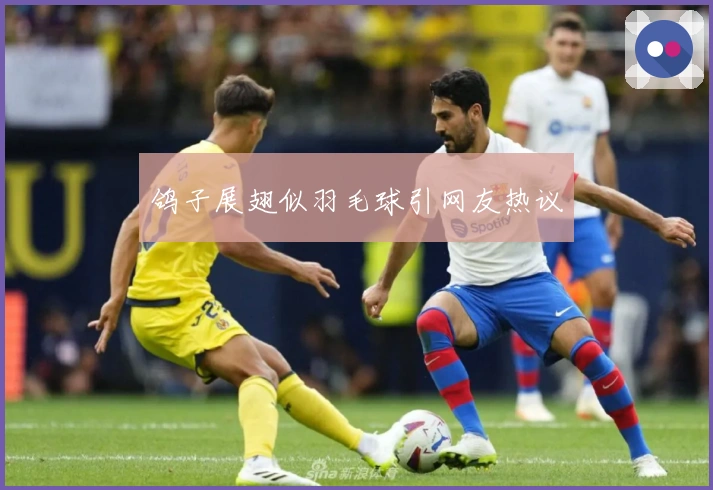 鸽子展翅似羽毛球引网友热议